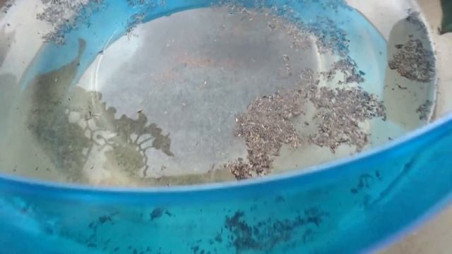 Triops или как мы вырастили Щитня в аквариуме. смотреть онлайн
