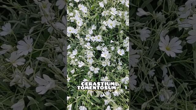 #SnowInSummer | #Cerastium #Tomentosum #WhiteFlowers | #shorts смотреть онлайн