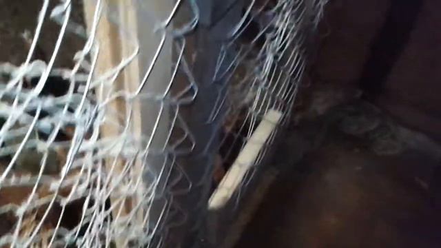 новые куры смотреть онлайн