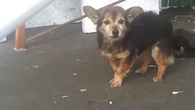 Что говорят собаки, когда лают? смотреть онлайн