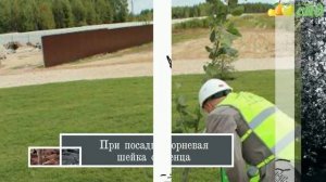 Посадка сливы - как правильно посадить сливу