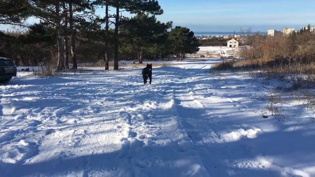 Cane corso Balder takes joy in snow day ✌🏻❄️☀️⛄️ Кане корсо Бальдер радуется зиме! смотреть онлайн