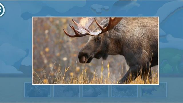 🟠 МИ-МИ-МИШКИ. Лось. Животные 🔔 👍 смотреть онлайн