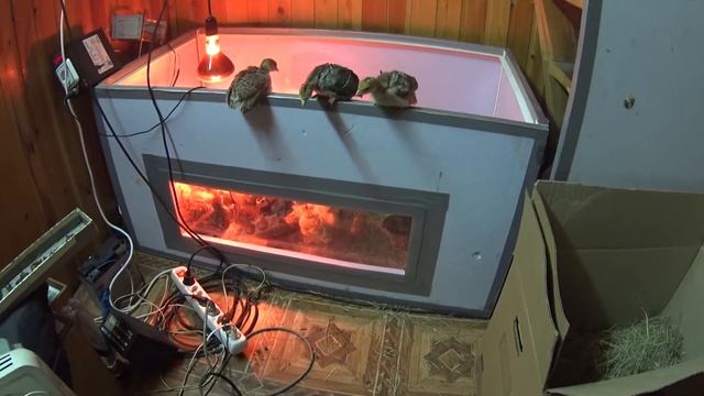 Индюкам нужен насест