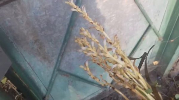 Заразиха на томатах