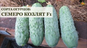 Семеро козлят F1 * Сорта огурцов