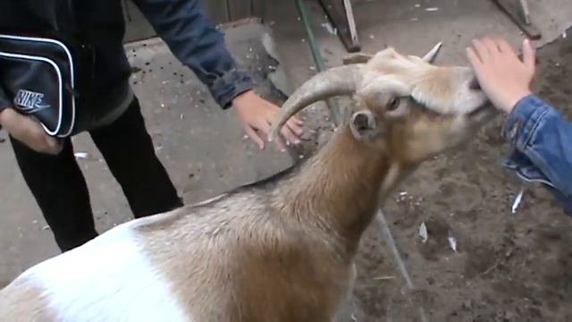 Козы в зоопарке