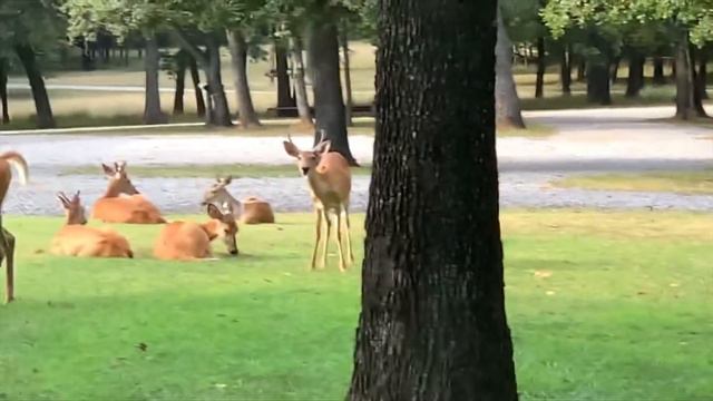 Lucy's Growing and Peaceful Deer Herd August 20th смотреть онлайн