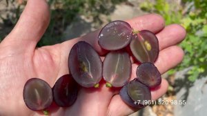 Виноград Брависсимо 30 июля 2024 год, Новороссийск.