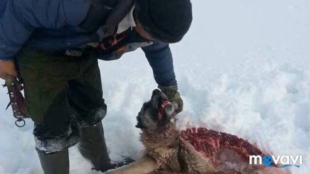 Волк людоед в Астраханской области смотреть онлайн