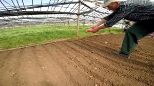 Салат рукола в теплице. Посев и уборка салата. Как сеять салат в теплице. Секреты уборки салата.