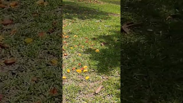 Собираю фрукты в ботаническом саду смотреть онлайн