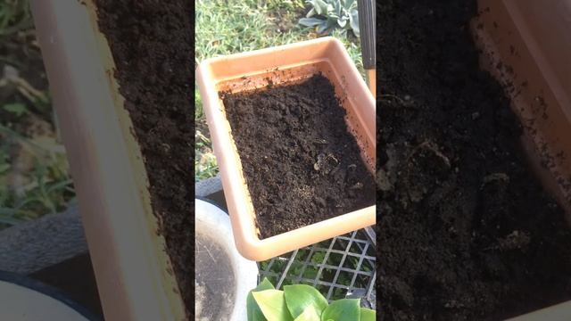 ТРАДИСКАНЦИЯ!Черенкование и укоренение 100%! смотреть онлайн