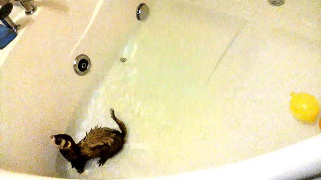FERRET.Хорек в джакузи