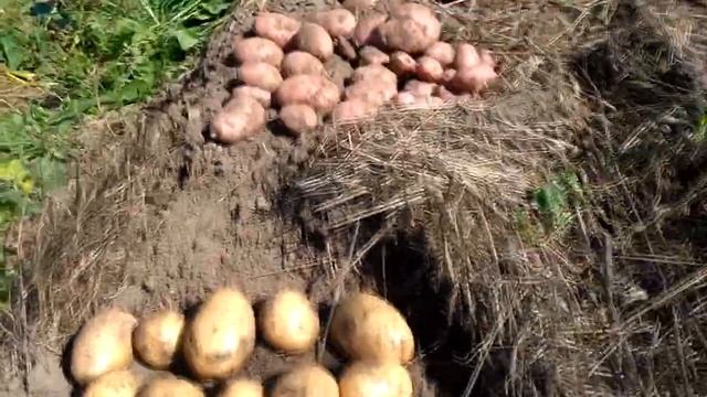 Сдвоенные ряды. УРОЖАЙ картофеля 1кг к 21 кг!!! смотреть онлайн