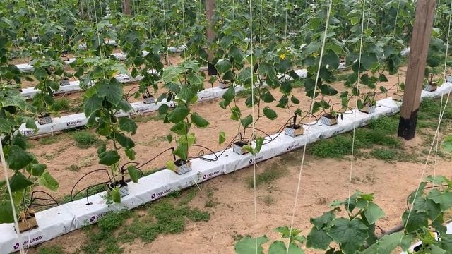 Обзор корневой системы растений для 1 первой теплицы. делаем уход за растениями? Сборы 19.03.2021г. смотреть онлайн