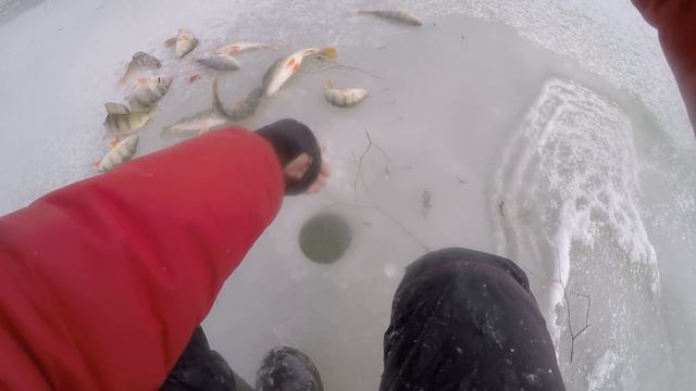 КИЛОГРАММОВЫЕ ОКУНИ РАЗДАЮТ В ЛЕСУ!!!!!!! Рыбалка по первому льду! Ловля крупного окуня и судака! смотреть онлайн