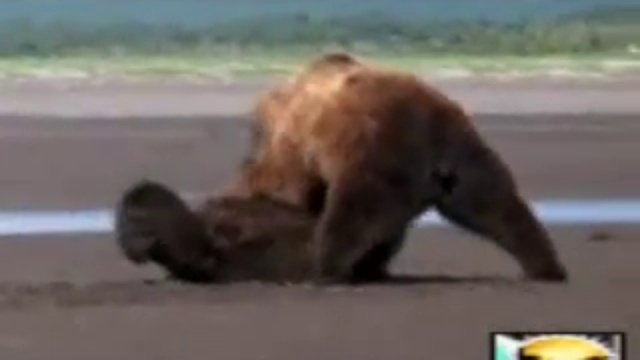 Драка двух медведей смотреть онлайн