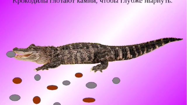 9 Интересных Фактов о Животных // смотреть онлайн