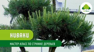 Ниваки (садовый бонсай). Мастер-класс по стрижке деревьев