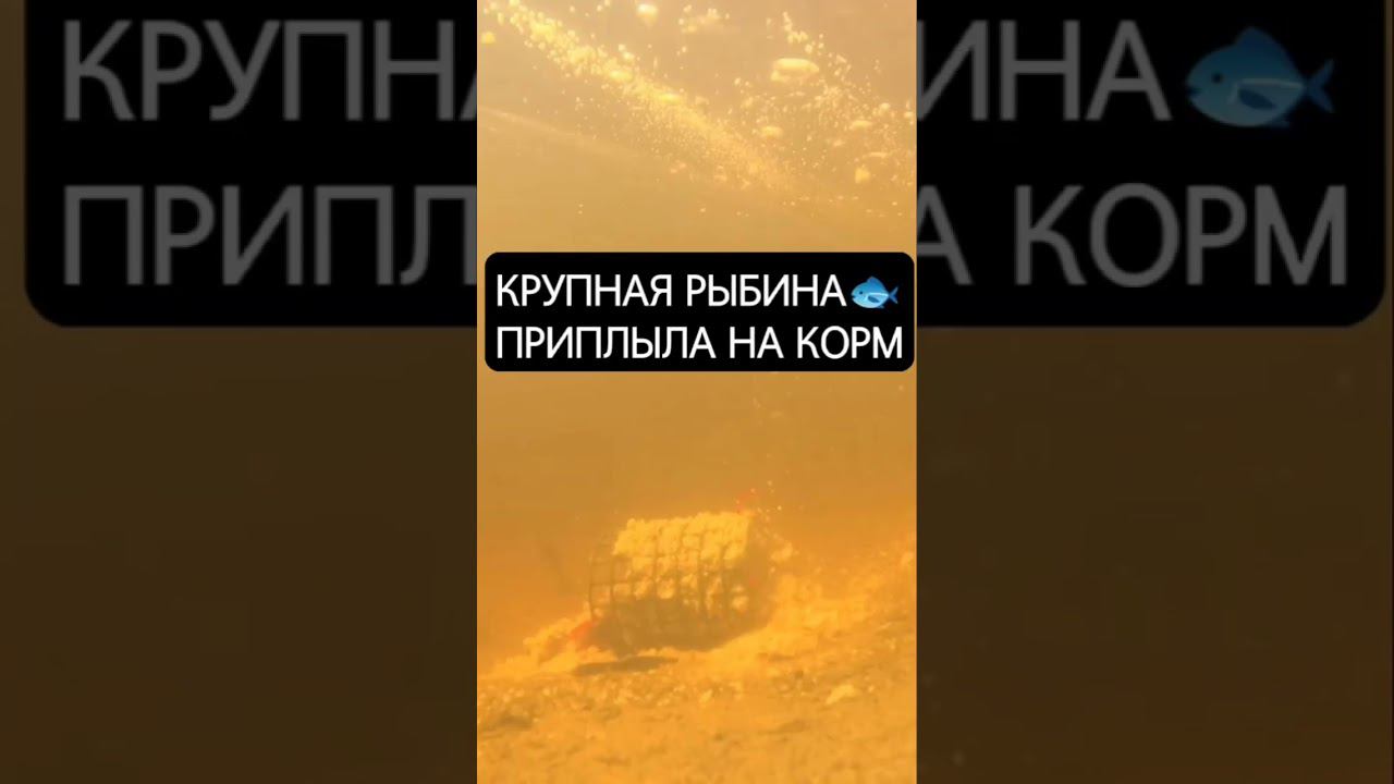 ЛОВИЛИ ТАКИХ ??? #shorts #fishing #рыбалка #рыбалканафидер смотреть онлайн