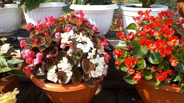 Бегония ВЕЧНОЦВЕТУЩАЯ (всегдацветущая). Условия выращивания и размножения.