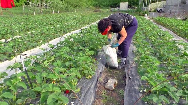 СИСТЕМА ПОЛИВА КЛУБНИКИ. Агроволокно для тепла. смотреть онлайн