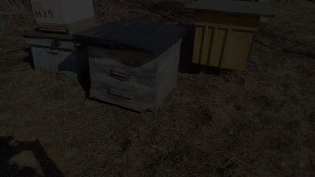 Дача.Пчёлы первый облёт.Начало сезона. смотреть онлайн