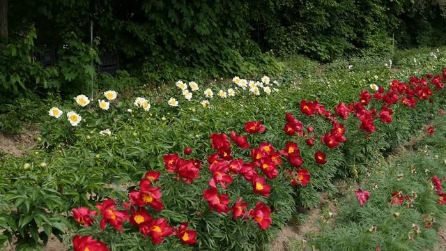 MERRY MAYSHINE - PeonyMAX.com смотреть онлайн