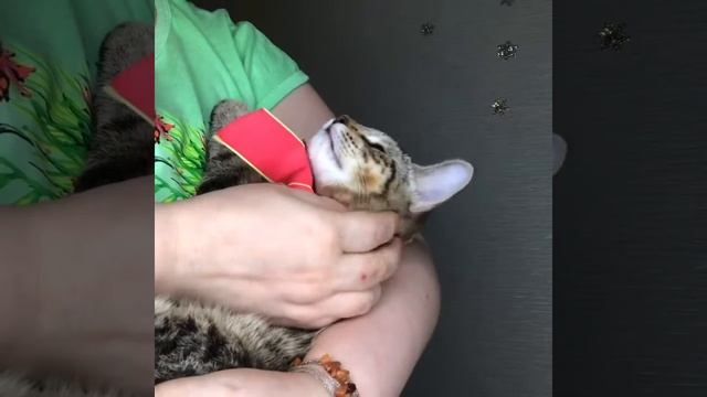 Пиксибоб Гек. Котик из Новосибирского питомника кошек ПиксиХаус смотреть онлайн