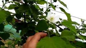 ежевика разных сортов