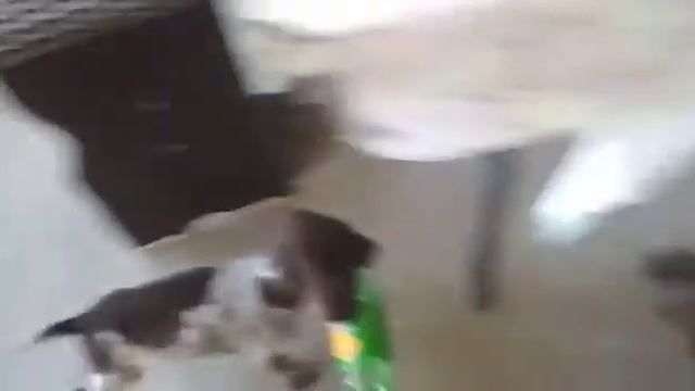 Happy Puppy!!!!!!!!!!!! смотреть онлайн