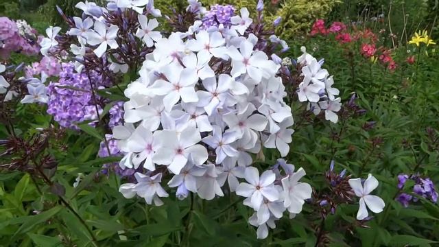 Флокс МОРСКАЯ ПЕНА - обзор, описание, цветение, отзыв. смотреть онлайн