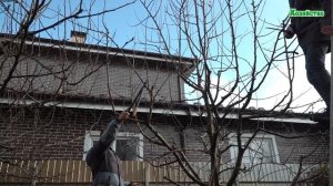 Как обрезать и проредить взрослую яблоню?