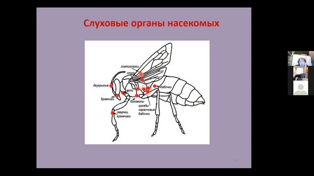 Вячеслав Дубынин ФЧЖ 4 курс 2021 лекция 1 о сенсорных системах насекомых