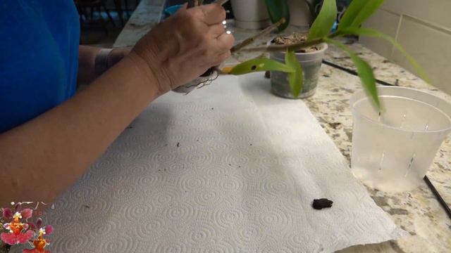 Repotting Dendrobium Venus | Easy to Grow Dendrobium is Pot Bound & Has Two New Canes on the Way! смотреть онлайн