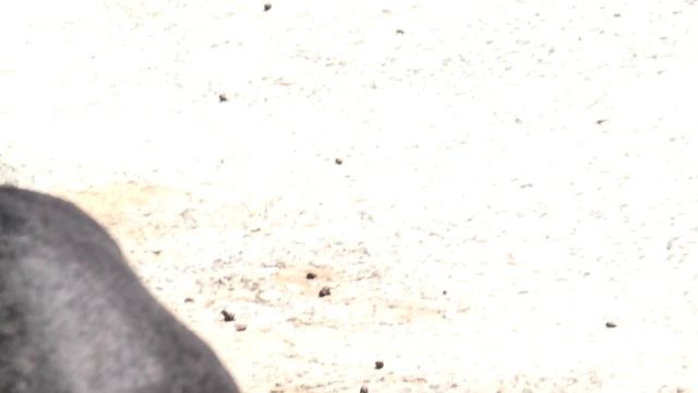 Вот так чудо - Чёрный оленёнок!!! That's a miracle - Black fawn !!! смотреть онлайн