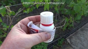 Внимание! Гроздевая листовертка! Делаем первую обработку!