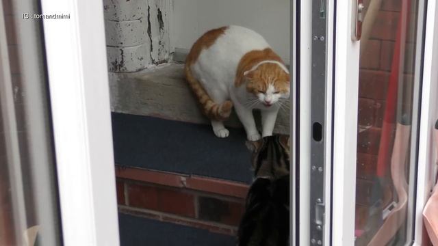 Cat Fight Compilation Video | 4K смотреть онлайн