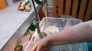 АДЕНИУМЫ. КОРНИ НАРАЩИВАЕМ НЕ СРЕЗАЯ ЧЕРЕНОК С РАСТЕНИЯ. ч 1.