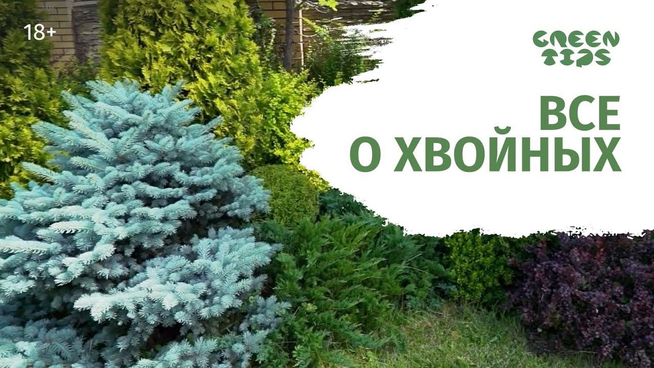 ХВОЙНЫЕ РАСТЕНИЯ В САДУ И ЛАНДШАФТНЫЕ КОМПОЗИЦИИ. Сборник смотреть онлайн