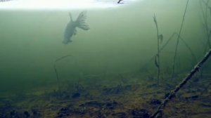 отака щуки на живца