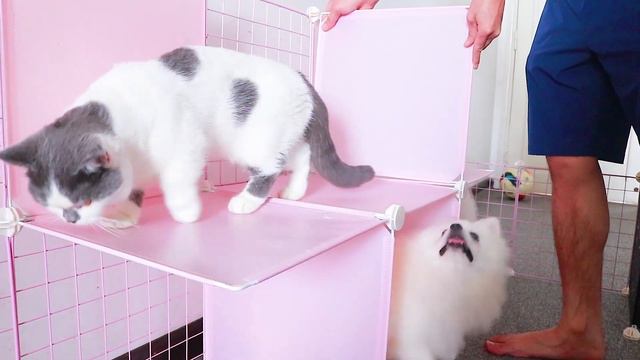 DIY - How To Make Dog House For Pomeranian Puppies With Cube Grid Wire - Cute Kitten - MR PET #55 смотреть онлайн