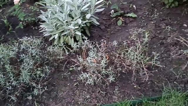 Подстригла лаванду! Что дальше? Букетики, саше и черенки из лаванды.. смотреть онлайн