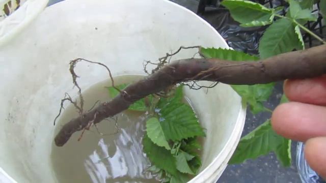 показываю наш вариант, как защитить корни при пересылке саженцев