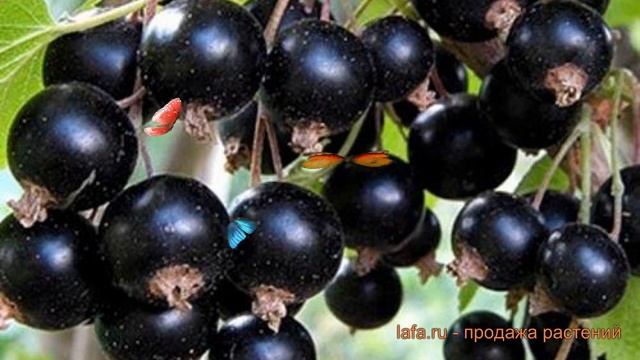 Смородина черная Орловская серенада ? обзор: как сажать, саженцы смородины Орловская серенада смотреть онлайн