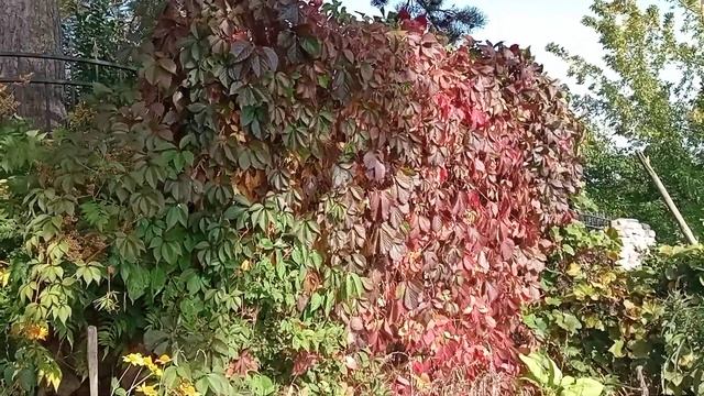 Декоративная ширма из девичьего винограда. смотреть онлайн