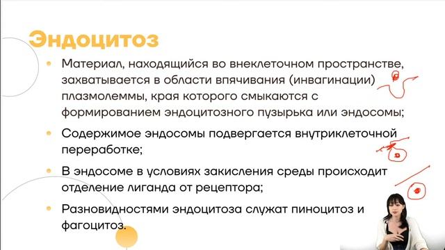 Виды транспорта в клетке | Гистология | Умскул смотреть онлайн