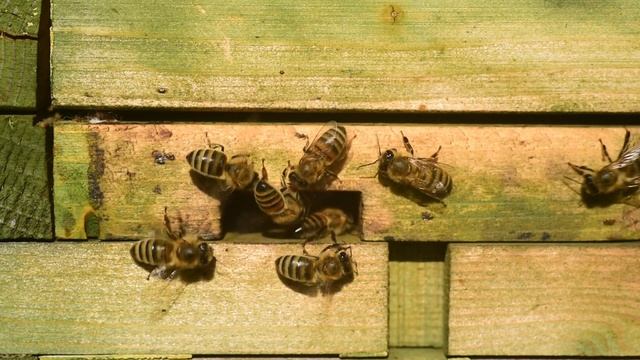 Выгодно ли заниматься пчеловодством? смотреть онлайн