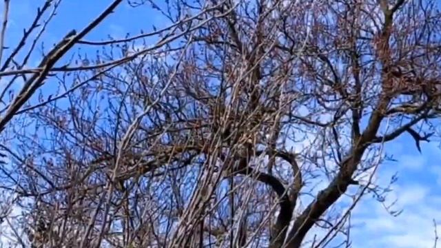 Получила посылку от Нины Павловны.? Потеплело. Кизил цветёт, картошка колосится. смотреть онлайн